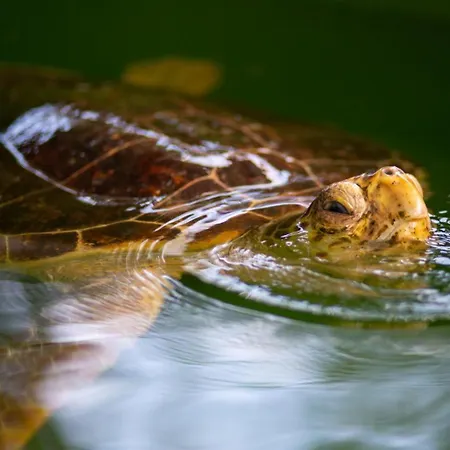 Exclusive Paradise 3 * 달리안